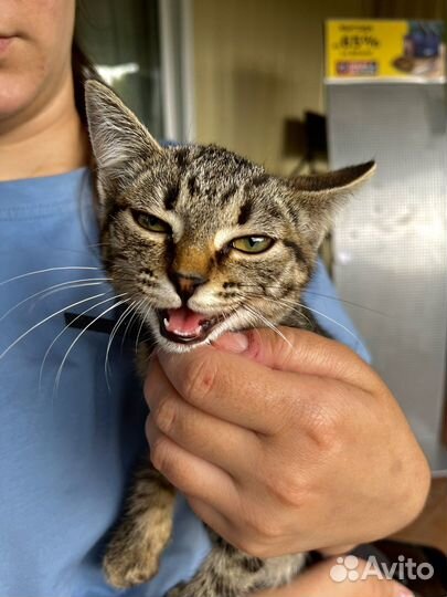 Котенок бесплатно