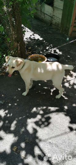 Собаки бесплатно