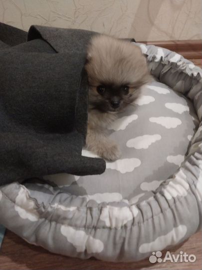 Щенок померанского шпица