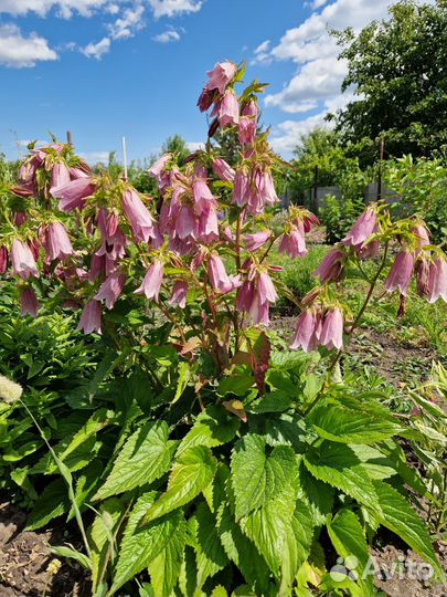 Многолетники по 100