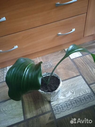 Эухарис(Амазонская лилия)