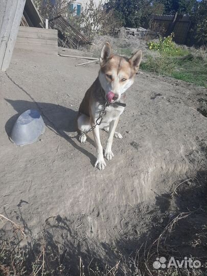 Собака в добрые руки отдам бесплатно