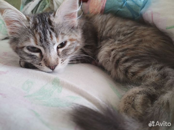 Отдам в добрые руки