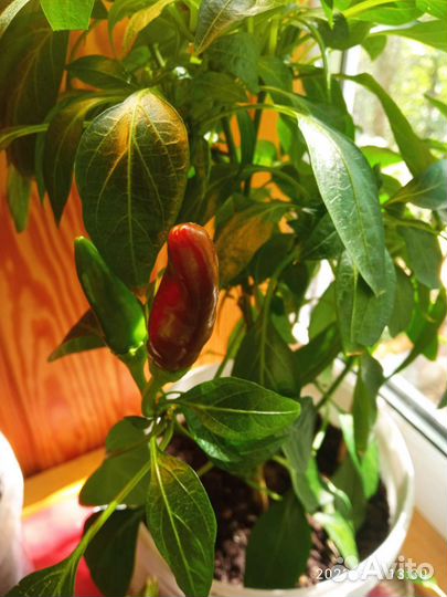 Рассада перец острый горький комнатный