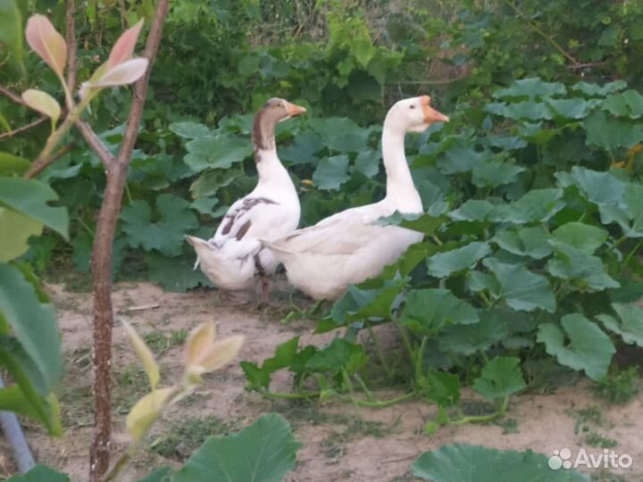 Гуси и утка