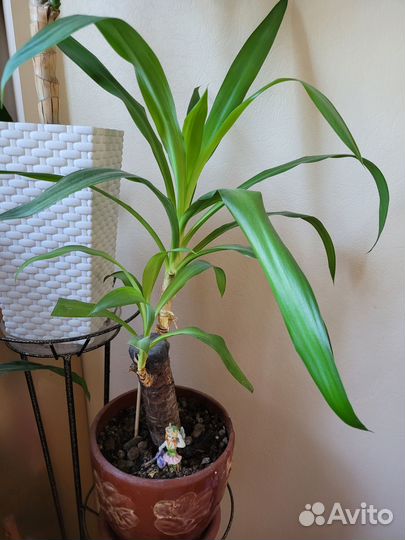 Цветы домашние в горшках