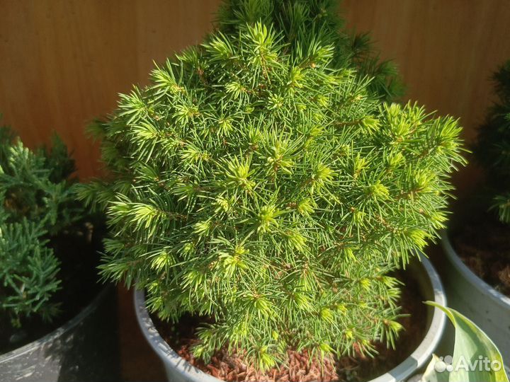 Хвойные растения для ландшафта