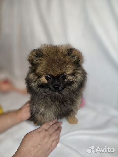 Померанский шпиц мини