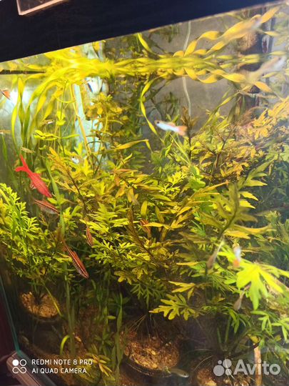 Дубок мексиканский, папоротник, эхинодорус,гуппи