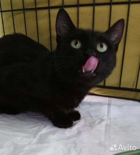 Кошка ищет хозяев