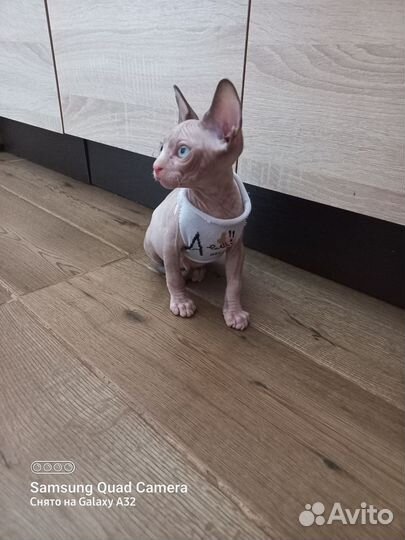 Кот сфинкс вязка