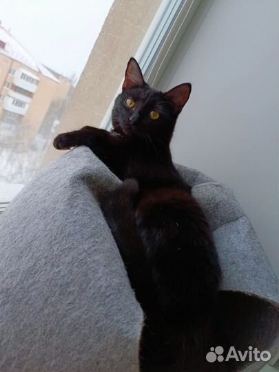 Кошка