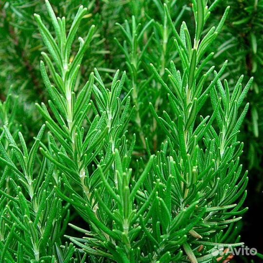 Розмарин рассада