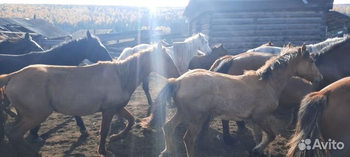 Продам лошадей