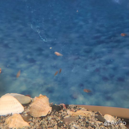 Цихлазома мальки