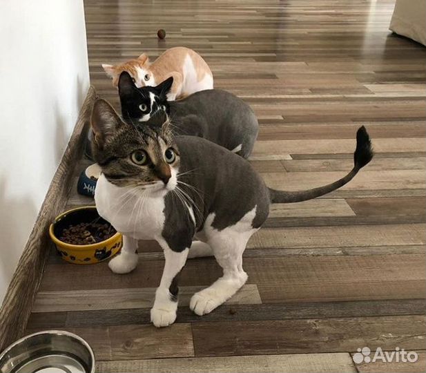 Стрижка котов и кошек Некрасовка, Люберцы, Москва