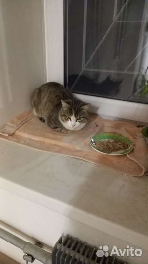 Кошки в добрые руки