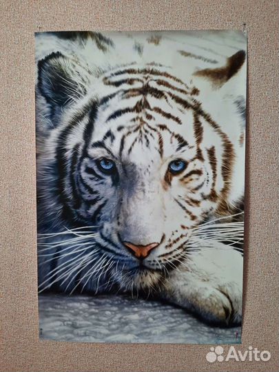 Постеры А1 Тигр Лошади