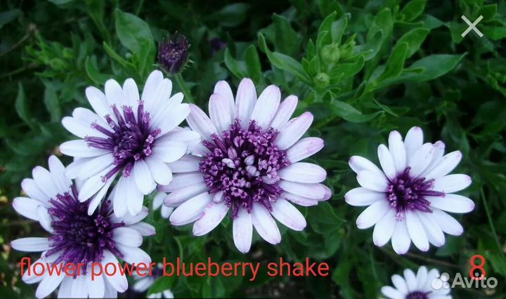 Остеоспермум вегетативный