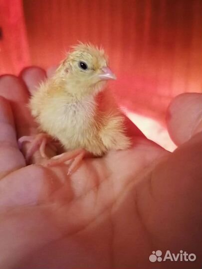 Перепёлки несушки