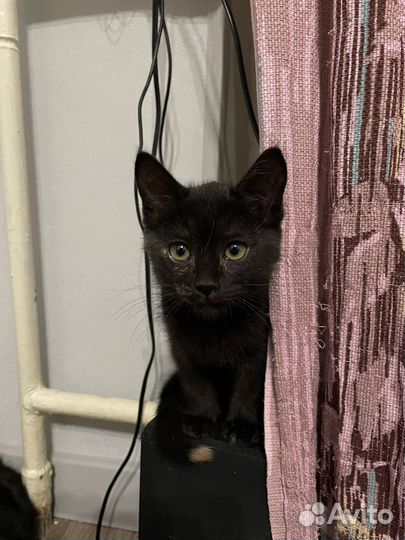 Котенок в добрые руки