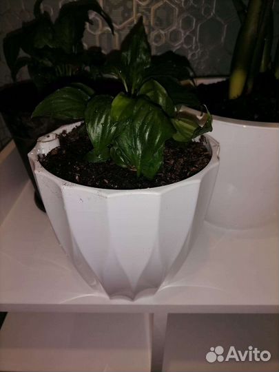 Спатифиллум