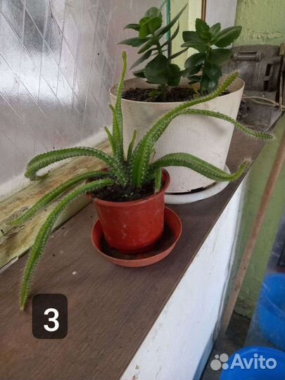 Каланхоэ цветущий, кактус ампельный