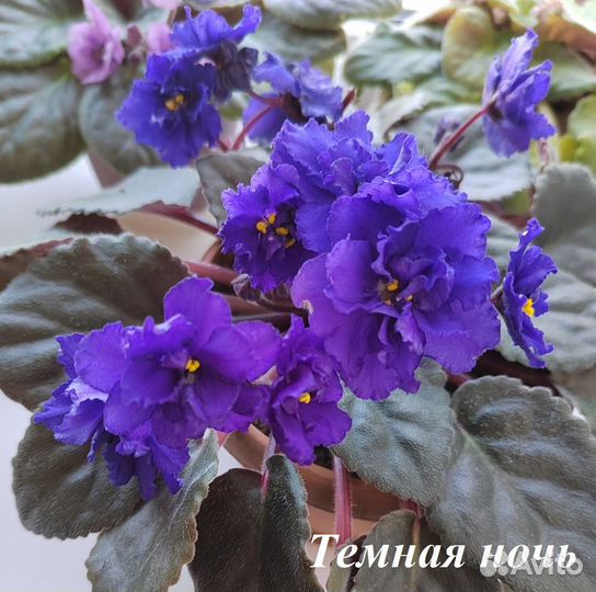 Сортовые фиалки