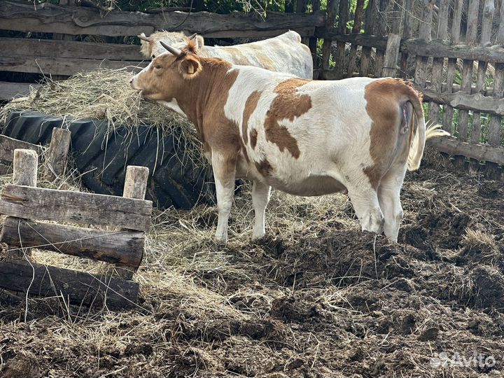 Телка 1 год