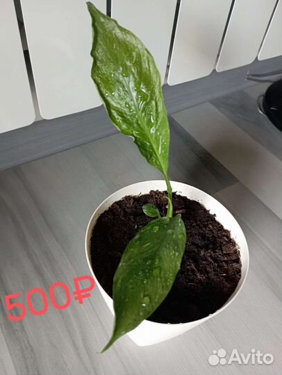 Спатифиллум Домино