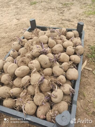 Семенной картофель журавелька, синеглазка, удача
