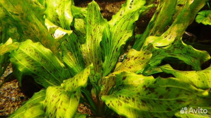 Эхинодорусы Hadi Red Pearl, Tropica, Ozelot