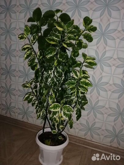 Педилантус