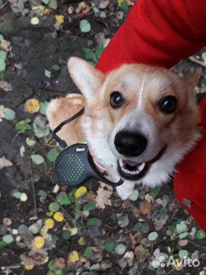 Передержка, дрессировка, выгул.Кинолог-зоопсихолог