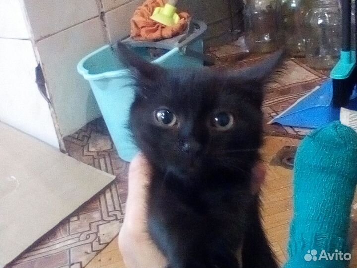 Продам котяток