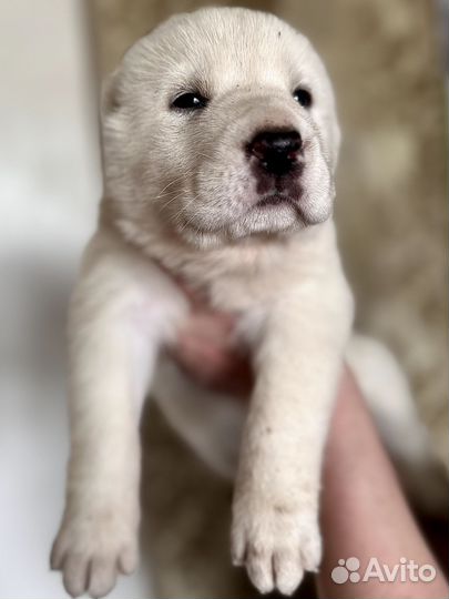 Щенки Алабая (среднеазиатская овчарка сао)