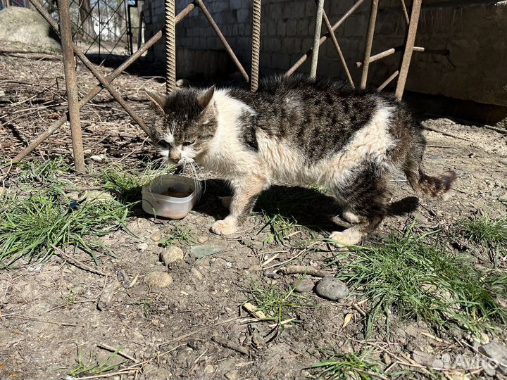 Котик в добрые руки