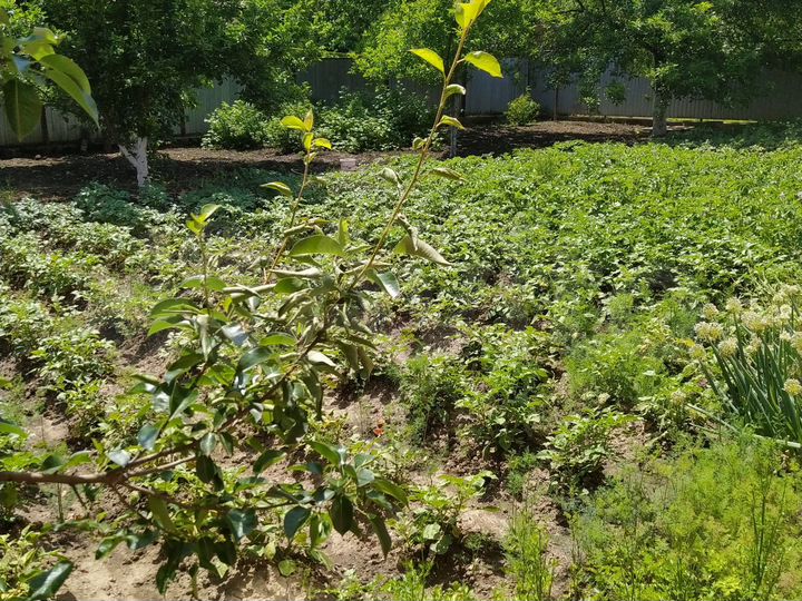 Дом 240 м² на участке 11 сот.