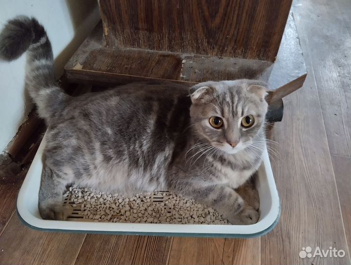 Британская вислоухая кошка