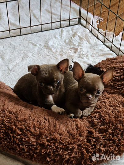 Чишки-детишки