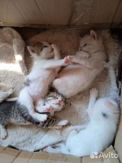 Красивые котята