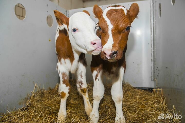 Бычки и телята