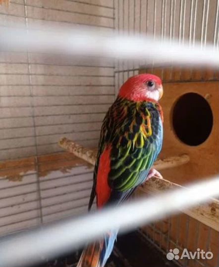 Попугай розелла птенцы