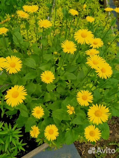 Ячмень гривастый, молочай кипарисовый, купальница