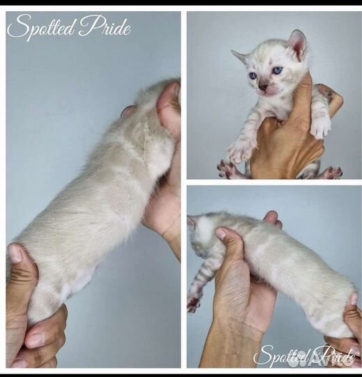 Элитные Бенгальские котята Снежный Линкс