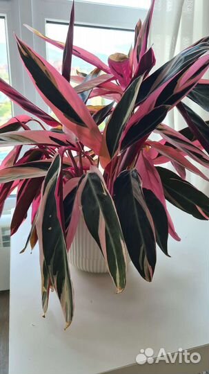 Калатея строманта триколор растение