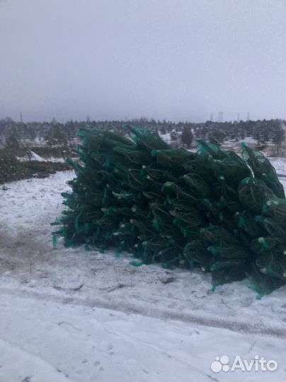 Живые сосны оптом в Москве