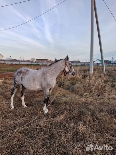 Продам лошадь