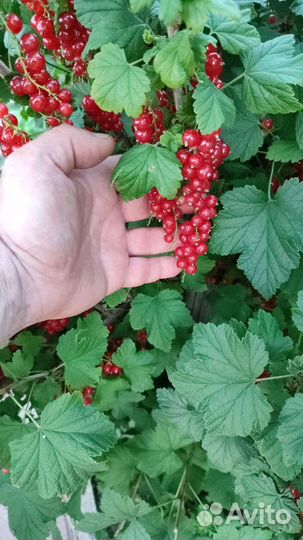 Красная смородина куст