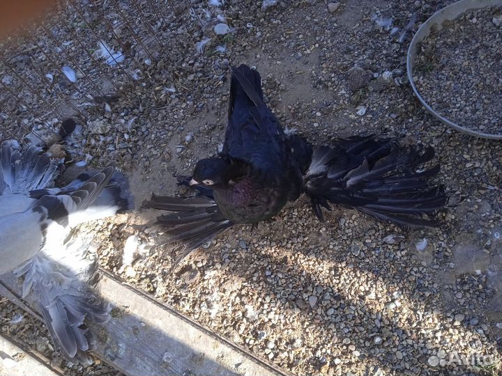 Продаются голуби